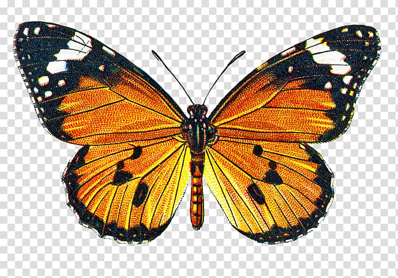 Butterfly Greta oto , Free Of Butterflies transparent background PNG clipart