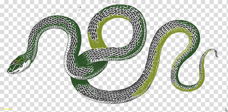 Vipers Kingsnakes Southeastern crowned snake, snake transparent background PNG clipart