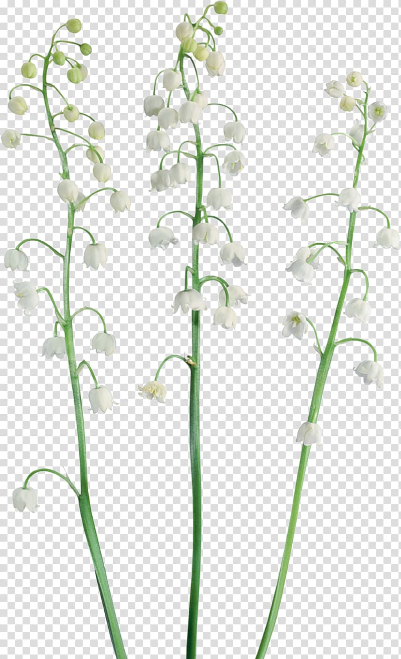 Lily of the valley Raster graphics , lily of the valley transparent background PNG clipart