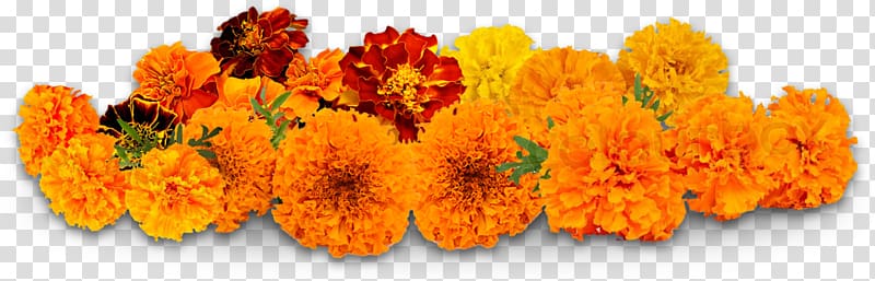 yellow and orange marigold flowers art, Flower delivery Puja Petal Marigold, flower transparent background PNG clipart