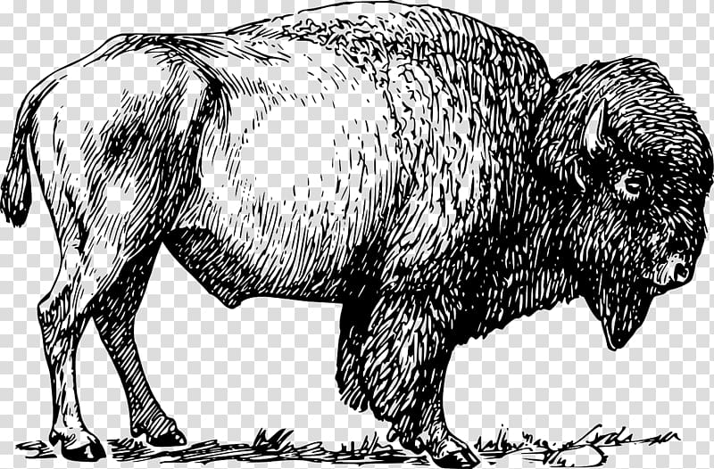 American bison Bison bonasus , Grote Grazers transparent background PNG clipart