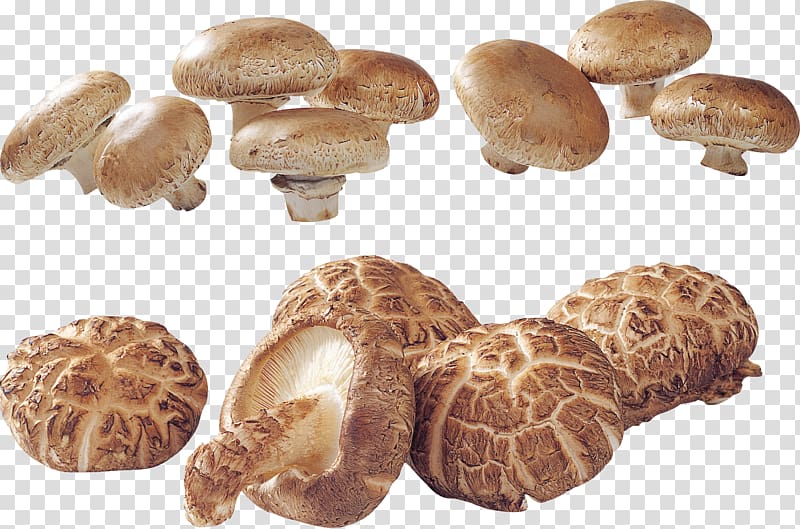 Edible mushroom Matsutake Shiitake Agaricaceae, Oyster transparent background PNG clipart