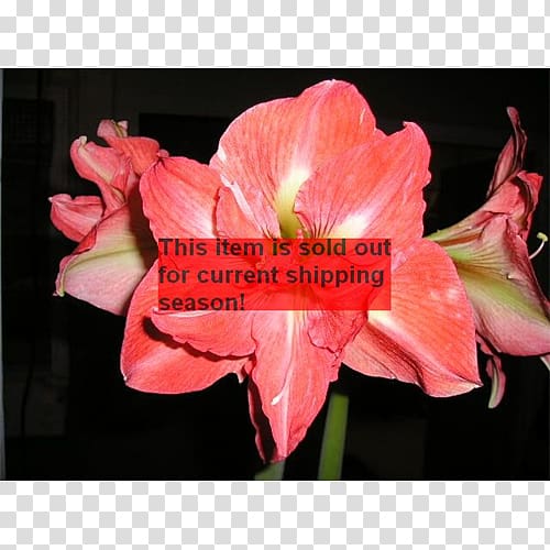 Lilium Amaryllis Jersey lily Lily of the Incas Alstroemeriaceae, plant transparent background PNG clipart