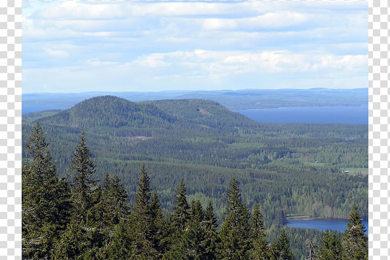 Koli, Finland National park Encyclopedia Wikipedia, park transparent background PNG clipart