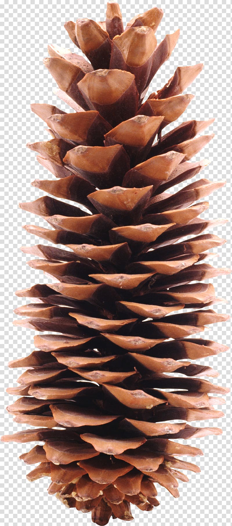Pine cone transparent background PNG clipart