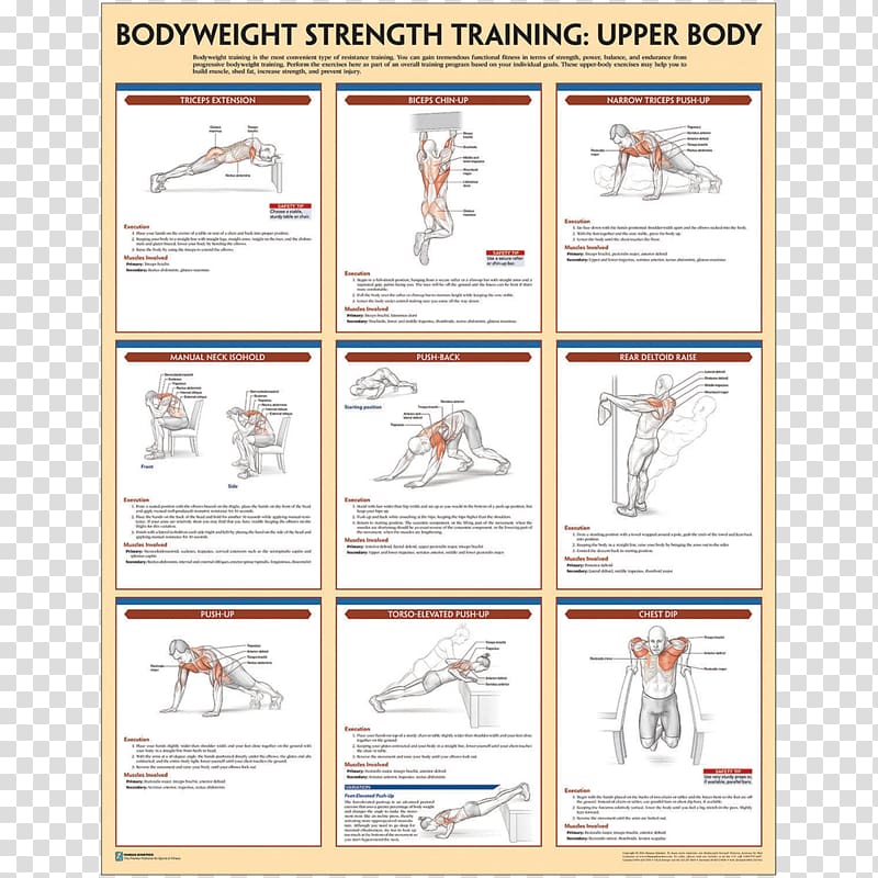 Strength Training Anatomy Bodyweight exercise Weight training, others transparent background PNG clipart