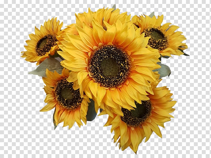 Cut flowers Common sunflower Sunflower seed Transvaal daisy, sunflower leaf transparent background PNG clipart