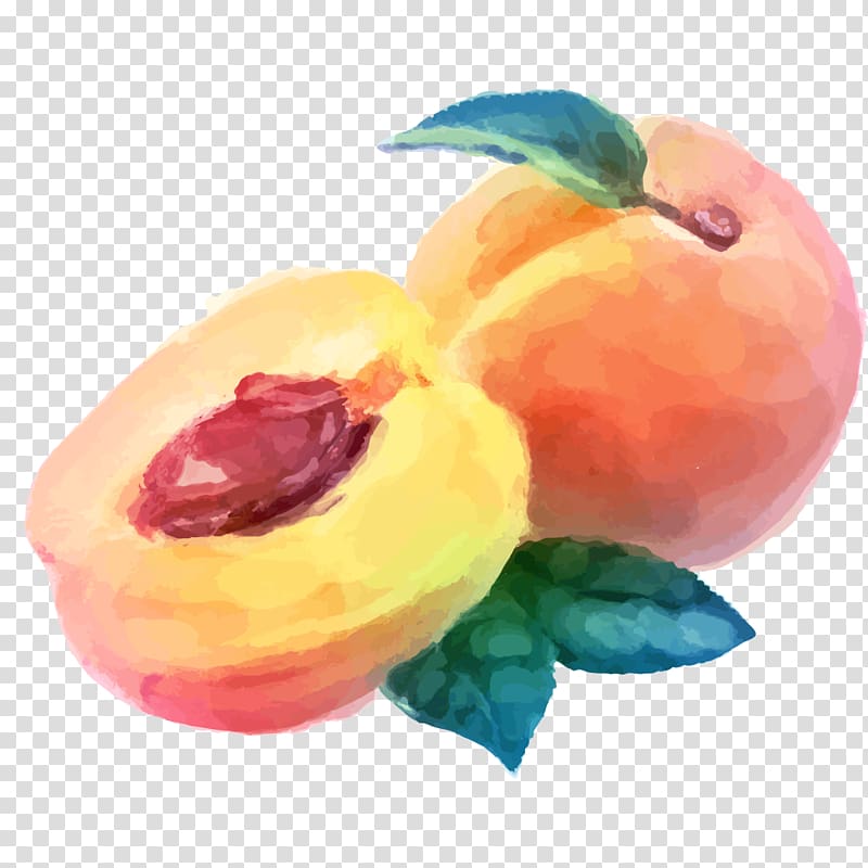 sliced peach illustration, Watercolor painting Peach Fruit Drawing, Watercolor peach material transparent background PNG clipart