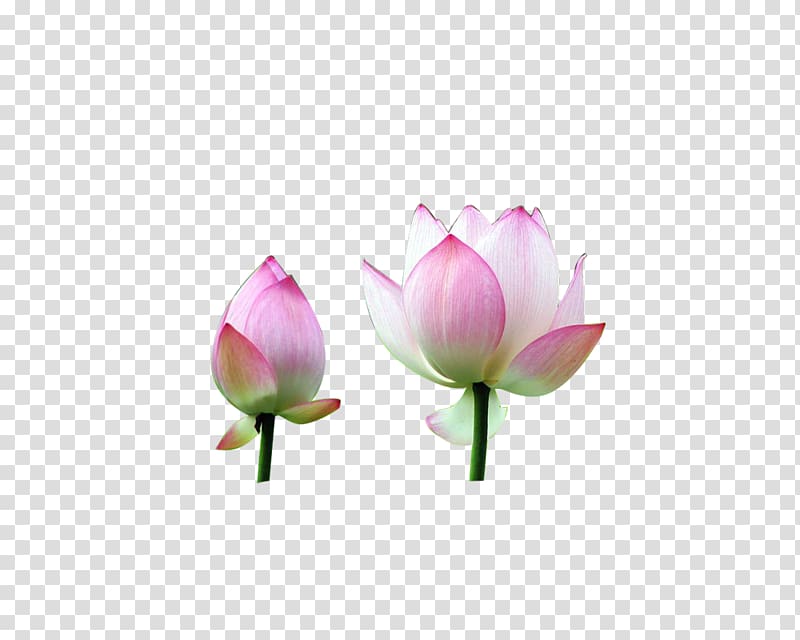 Nelumbo nucifera u0411u0443u0442u043eu043d , lotus transparent background PNG clipart