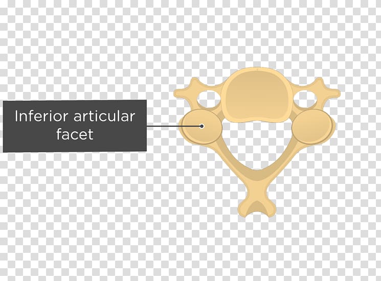 Articular processes Vertebral column Cervical vertebrae Facet joint, cervical vertebra atlas transparent background PNG clipart