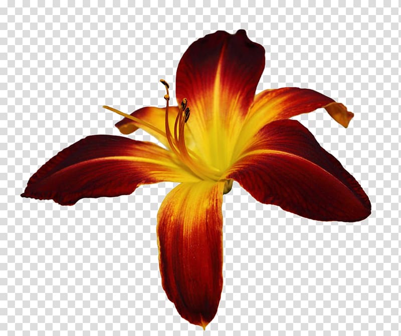 Hemerocallis fulva Lilium Flower, Daylily Free transparent background PNG clipart