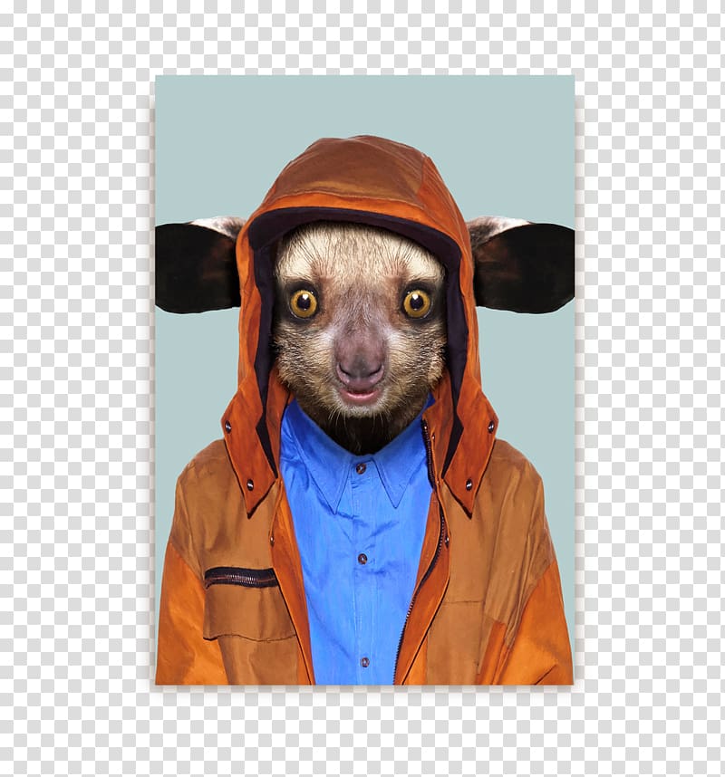 Aye-aye Lemur Zoo Portraits Dog Animal, Dog transparent background PNG clipart