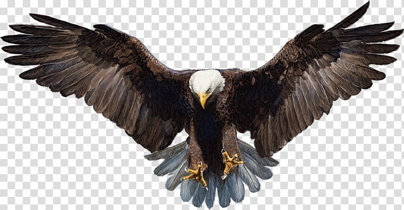 Bald Eagle White-tailed Eagle, eagle transparent background PNG clipart