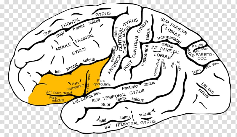 Angular gyrus Supramarginal gyrus Inferior frontal gyrus Parietal lobe, cortical border transparent background PNG clipart