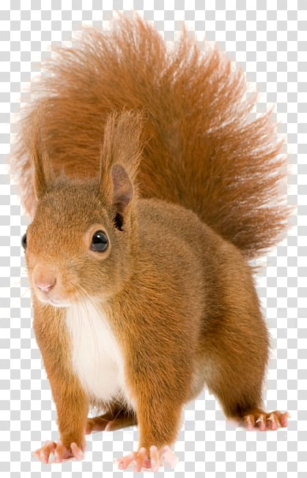 brown squirrel, Tree squirrels , Red squirrel transparent background PNG clipart