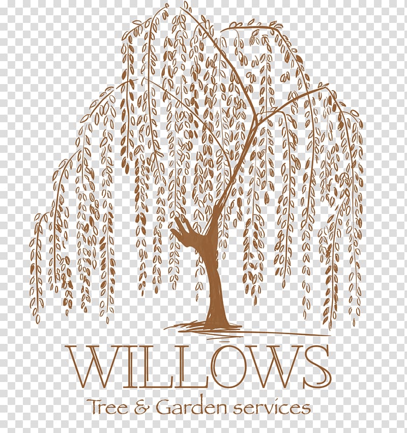 Weeping willow Tattoo artist Tree Drawing, tree transparent background PNG clipart