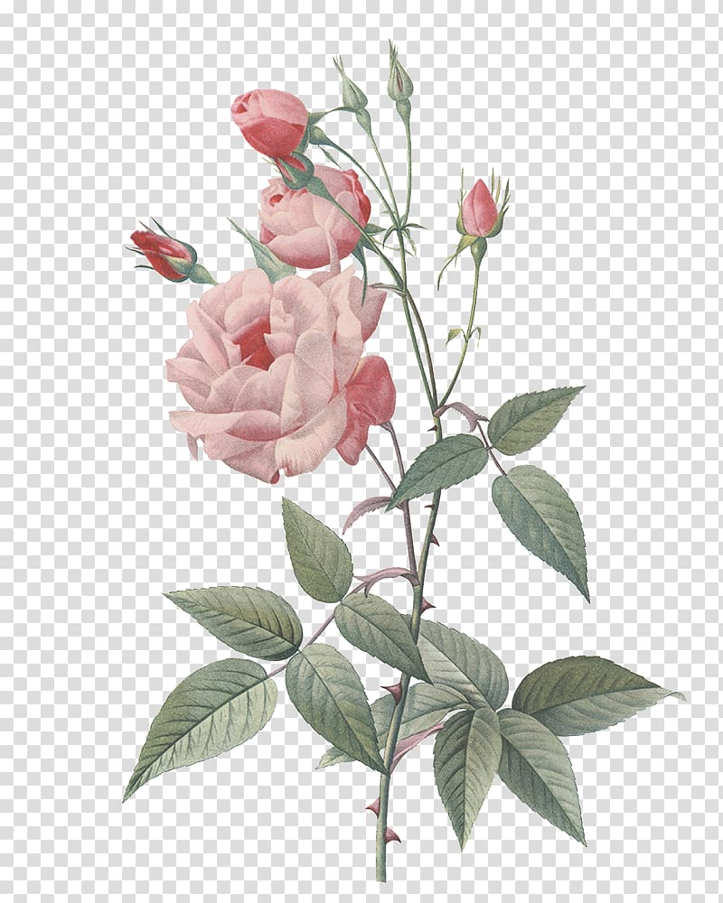 Rose Painting Botany Floral design, Getting married transparent background PNG clipart