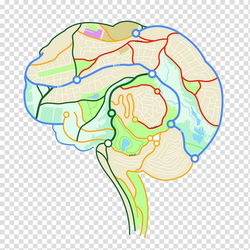 Brain mapping Human brain Neuron Euclidean , Map the internal structure of the human brain transparent background PNG clipart