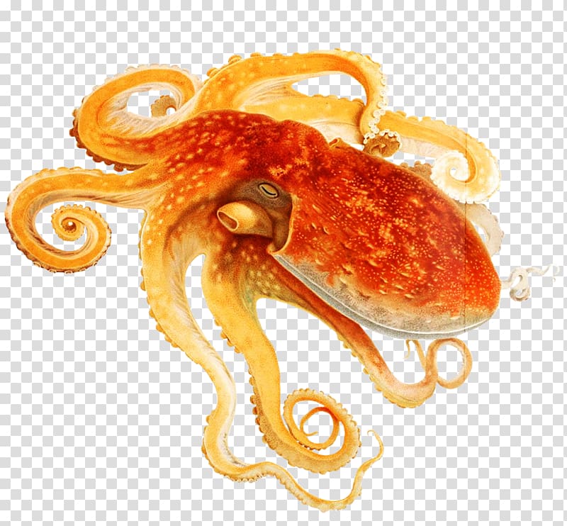 Common octopus Cephalopod Squid Eledone moschata, octopus transparent background PNG clipart