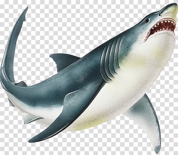 Great white shark Shark: In Peril in the Sea Isurus oxyrinchus, sharks transparent background PNG clipart