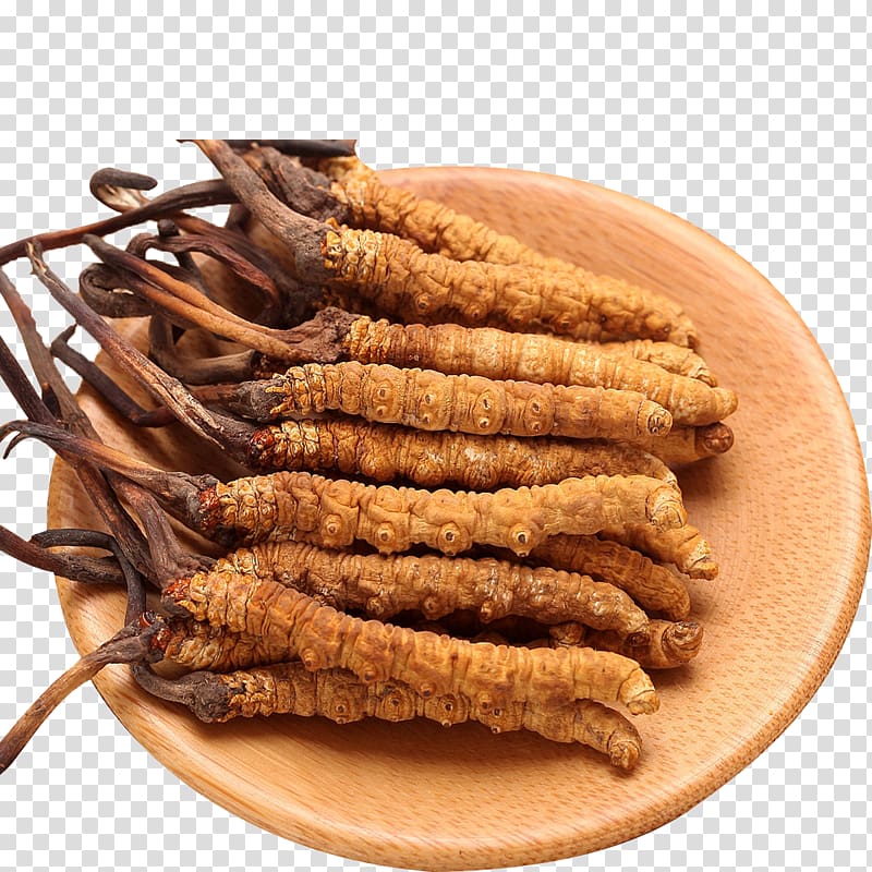 traditional chinese medicine cordyceps sinensis transparent background PNG clipart
