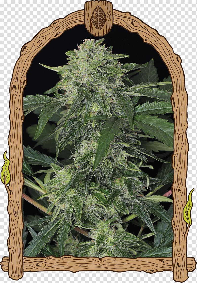 Autoflowering cannabis Seed bank Cannabis sativa, cannabis transparent background PNG clipart