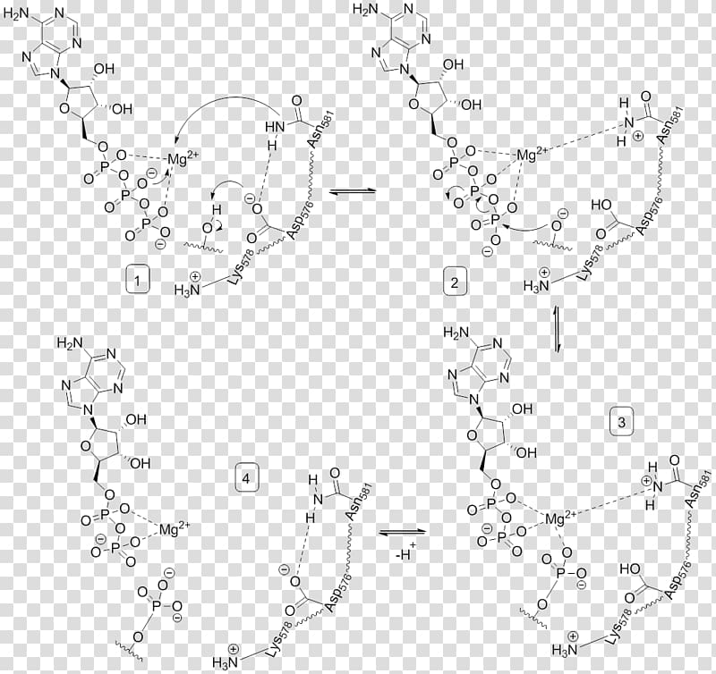 Phosphorylation Serine/threonine-specific protein kinase Tyrosine BRAF, Mechanism transparent background PNG clipart