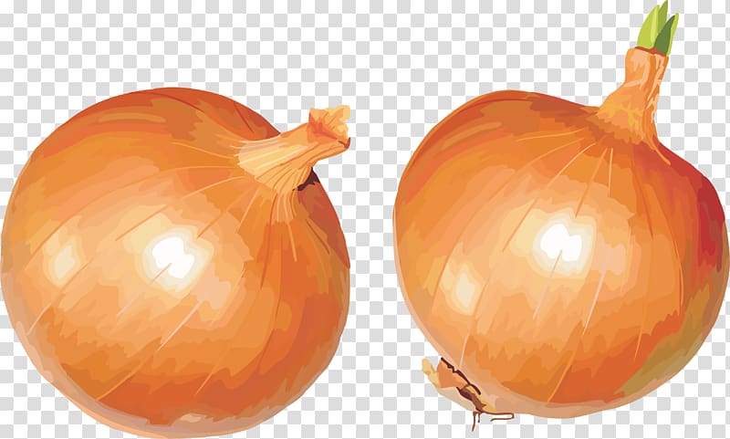 Onion transparent background PNG clipart