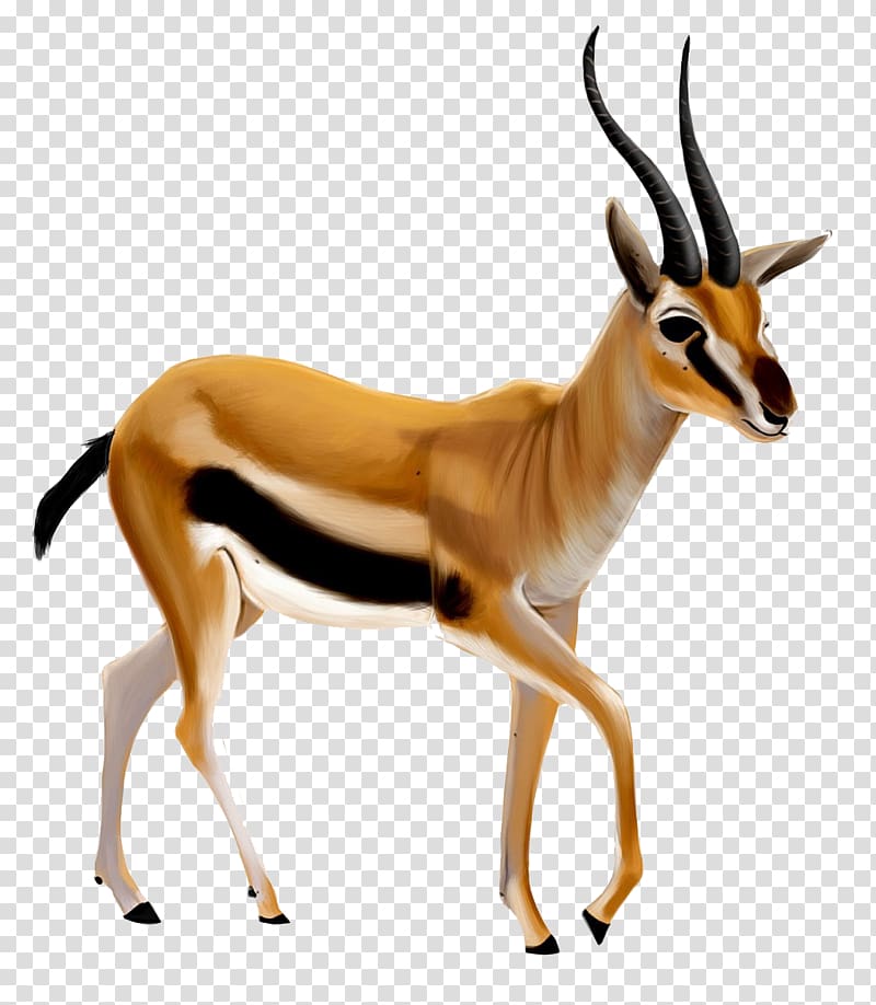 Gazelle Antelope Portable Network Graphics Transparency, gazelle transparent background PNG clipart