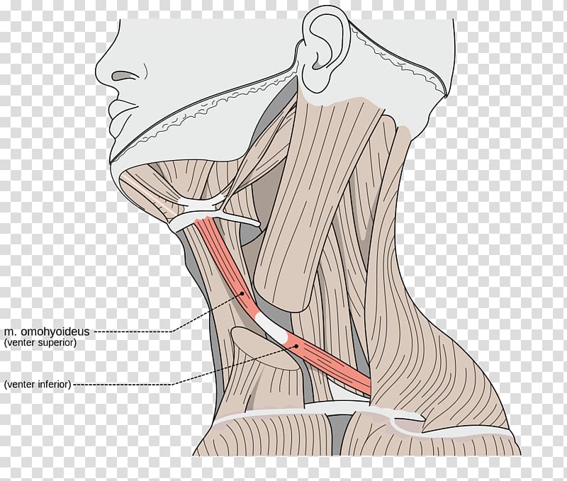Sternocleidomastoid muscle Omohyoid muscle Neck Trapezius muscle, cut transparent background PNG clipart