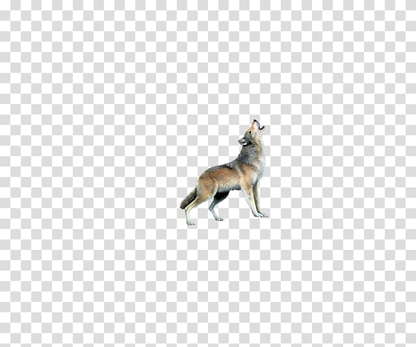 Cat Fauna Pet Wildlife Tail, Wild wolf transparent background PNG clipart