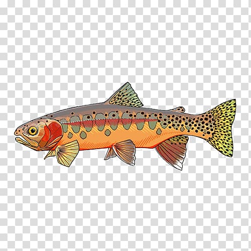 Decal Brook trout Sticker Rainbow trout, fish transparent background PNG clipart
