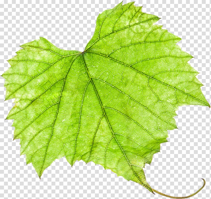 Grape leaves Grapevines, grape transparent background PNG clipart