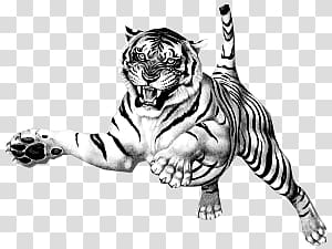 tiger illustration, Jumping Tiger transparent background PNG clipart