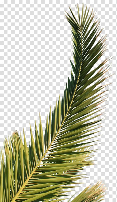 Arecaceae Palm branch Leaf, Leaf transparent background PNG clipart