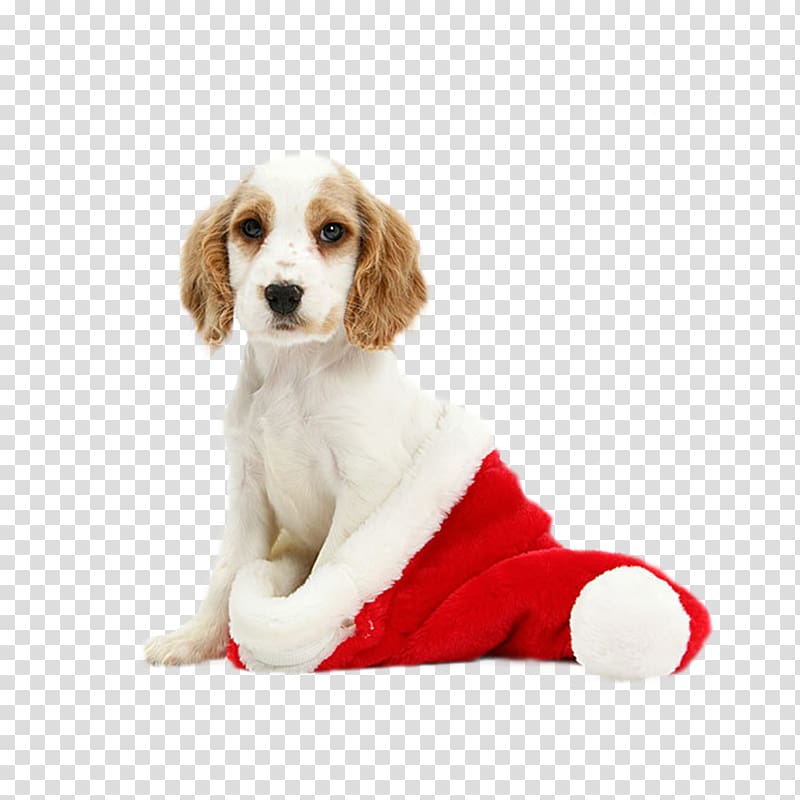 Cavalier King Charles Spaniel English Cocker Spaniel Puppy Kitten Christmas, Christmas dog transparent background PNG clipart