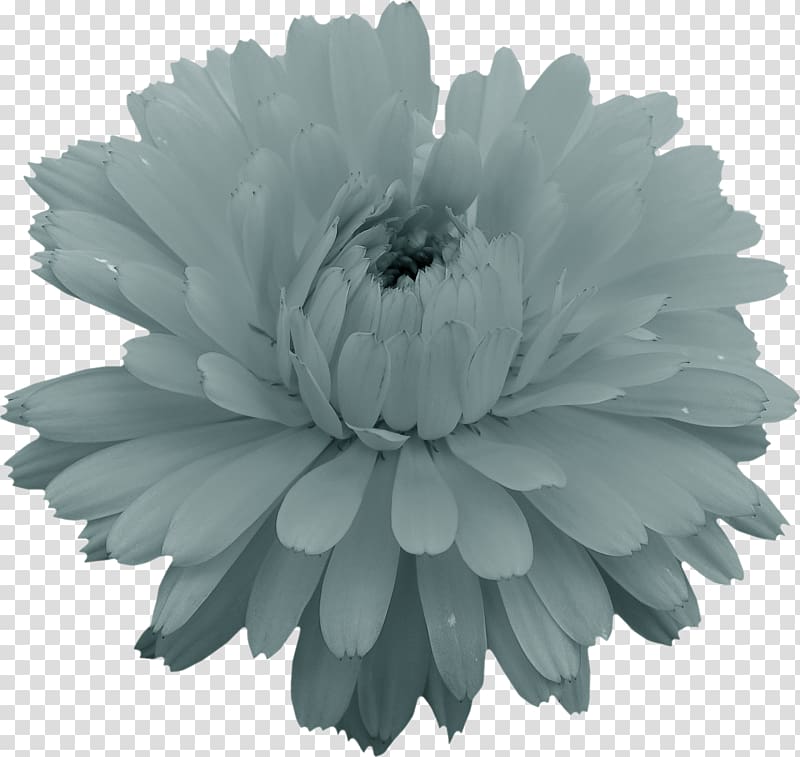 Monochrome , Cosmos flower transparent background PNG clipart