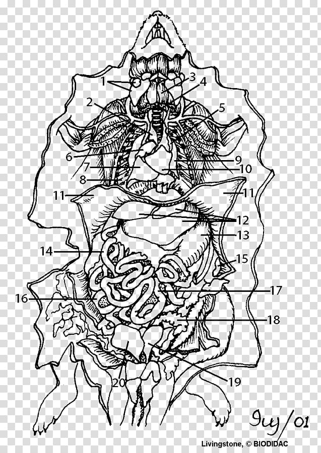 Rat Dissection Organ Anatomy Thoracic cavity, rat transparent background PNG clipart