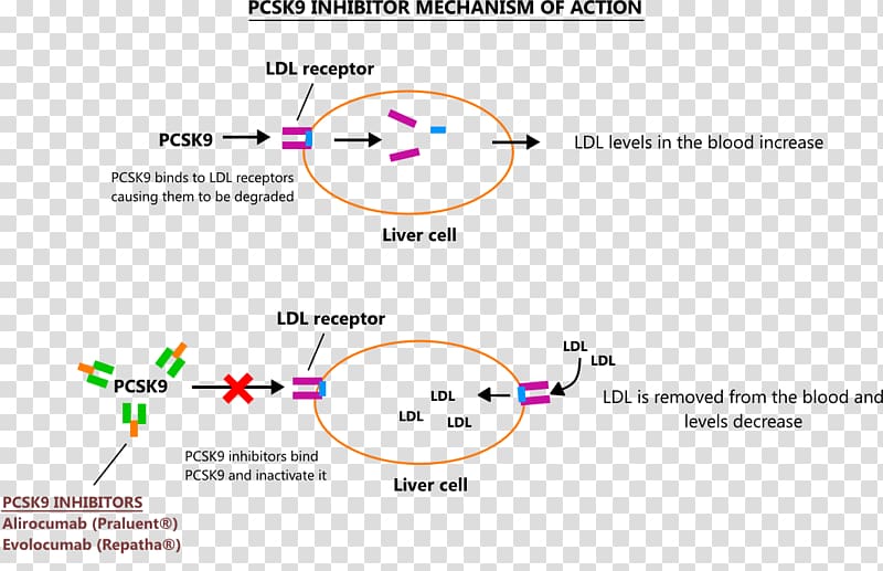 PCSK9 Mechanism of action Enzyme inhibitor Alirocumab Cholesterol, Mecanism transparent background PNG clipart