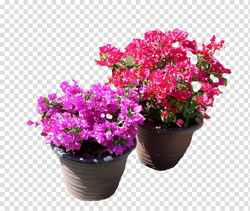 Flowerpot Plant Garden Bougainvillea glabra, bougainvillea transparent background PNG clipart