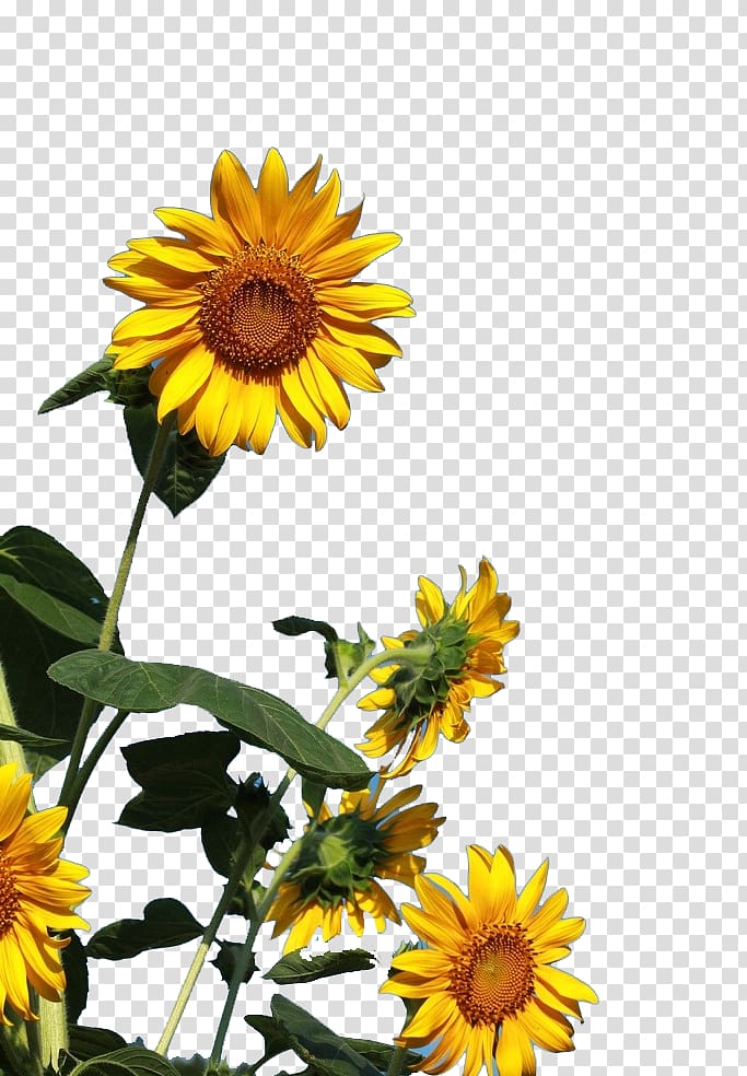 Common sunflower , Sunny sunflowers transparent background PNG clipart