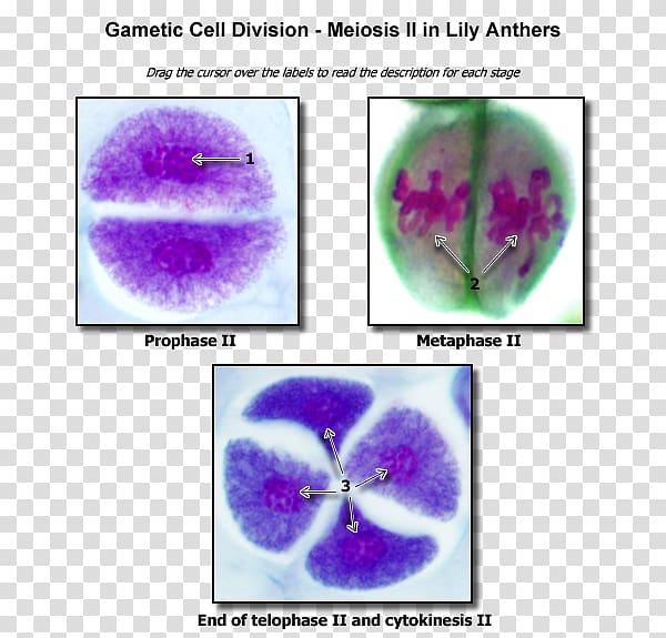 Meiosis Cell division Biology Nucleolus, Meiosis Ii transparent background PNG clipart