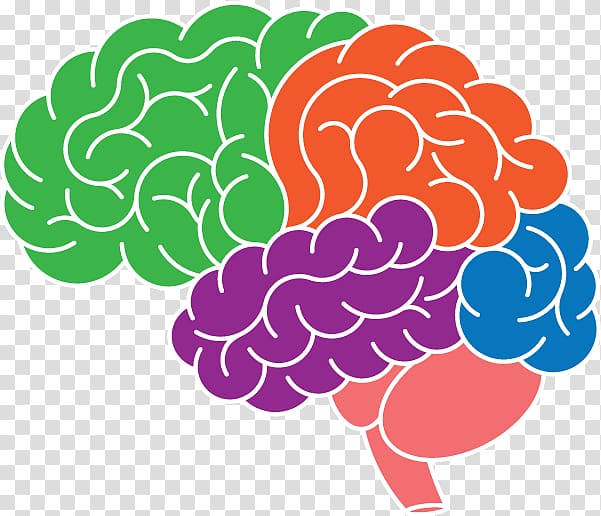 Brain Mon cerveau superstar: Le seul organe irremplaçable Neuroplasticity , Placebo Effect transparent background PNG clipart