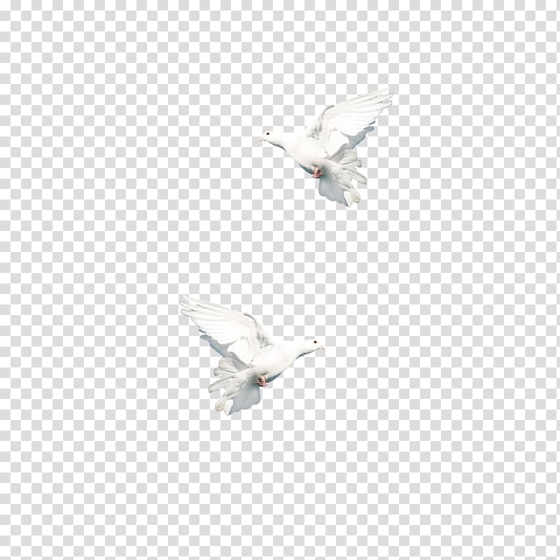 Columbidae Peace symbols, Dove symbol of peace transparent background PNG clipart