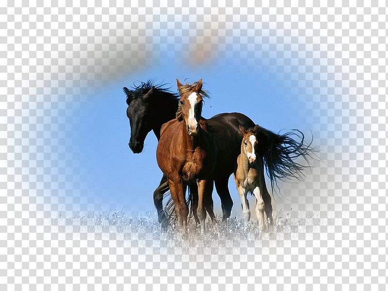 Horse Mural Wall decal Art, horse transparent background PNG clipart