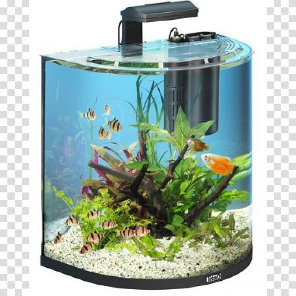 Siamese fighting fish Goldfish Tetra Aquarium, fish transparent background PNG clipart