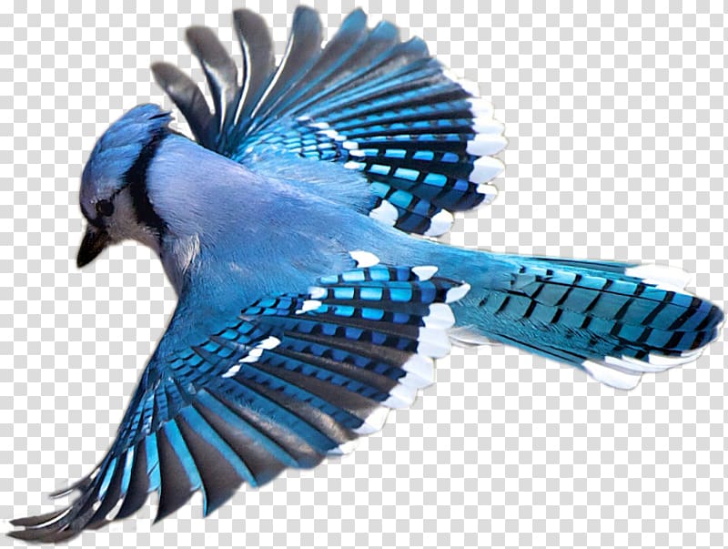 Flying blue bird illustration, Birdwatching Blue jay Flight, flying ...