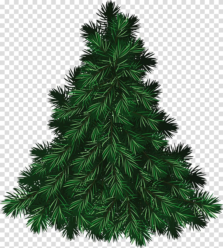 Fraser fir Portable Network Graphics Christmas tree Pine, Rd transparent background PNG clipart