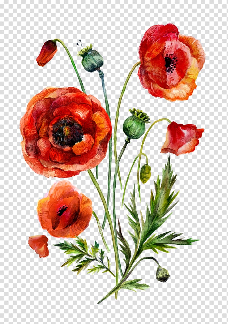 red and yellow flowers, Watercolor painting Common poppy Illustration, Watercolor flowers transparent background PNG clipart