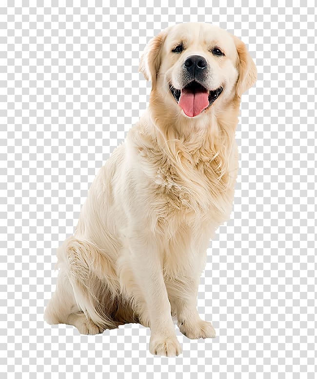 Golden Retriever Tibetan Terrier Old English Sheepdog Bulldog Puppy, golden retriever transparent background PNG clipart